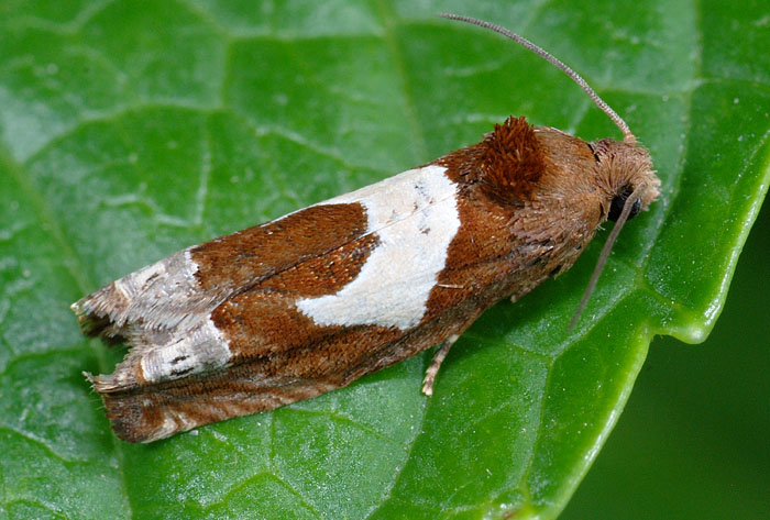 tortricidae N�  69